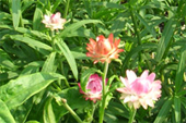 ムギワラギクの花の写真