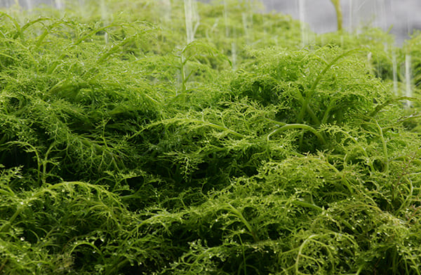 恵泉女学園大学 －東京都多摩市にある女子大－