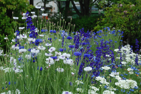 ブルーとホワイトの春花壇の写真