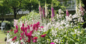 夏の花壇の写真