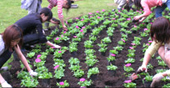 5月のスプフェスに向けてペチュニアを植える学生の写真